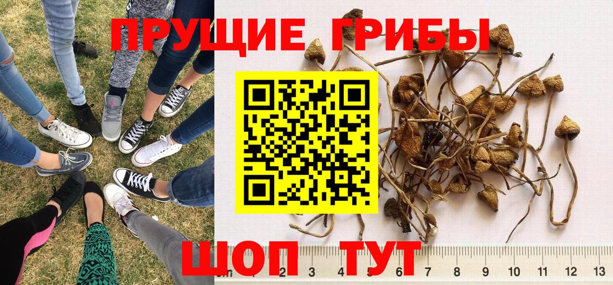 Галлюциногенные грибы MAGIC MUSHROOMS  Галлюциногенные грибы мицелий  Вход с VPN  Севастополь 